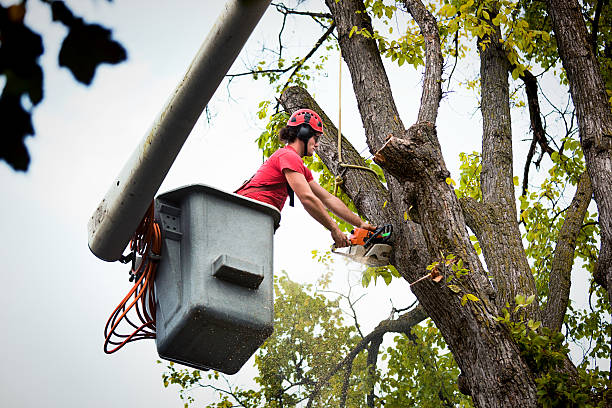 Best Tree Branch Trimming  in Lebanon, NH